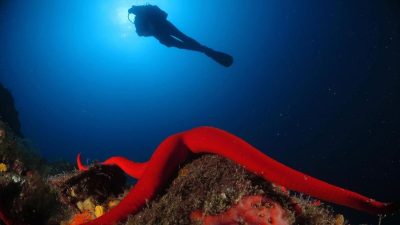 Los mejores destinos para hacer submarinismo en Lanzarote